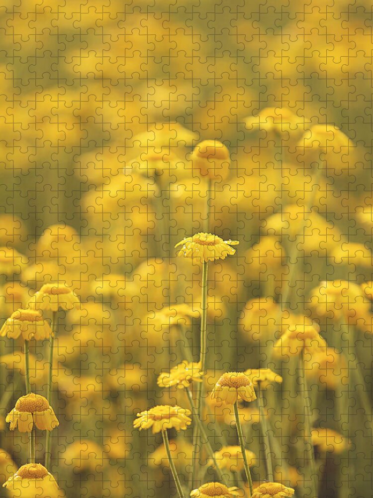 Summer Jigsaw Puzzle featuring the photograph Yellow by Carrie Ann Grippo-Pike