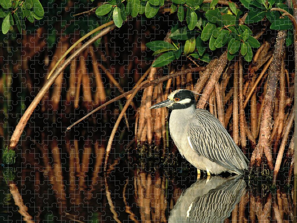 00220197 Jigsaw Puzzle featuring the photograph Yellow-crowned Night-heron Nyctanassa by Tom Vezo