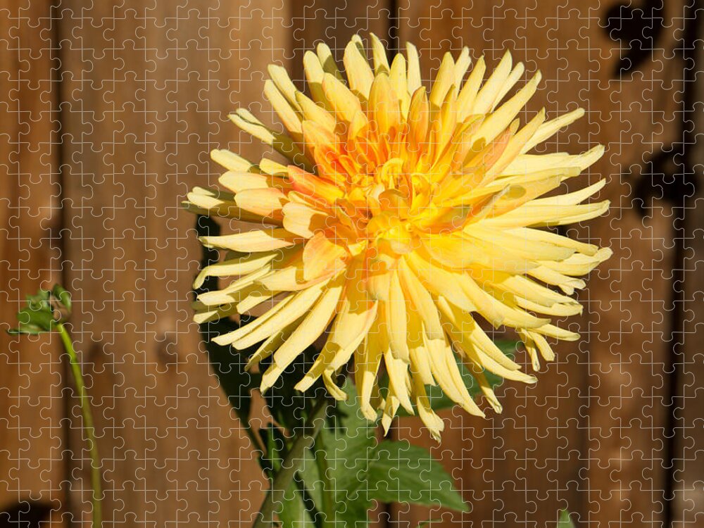 Yellow Jigsaw Puzzle featuring the photograph Yellow Dahlia by Weir Here And There