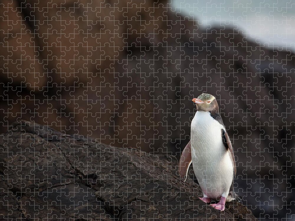 Curio Bay Jigsaw Puzzle featuring the photograph Yellow-eyed Penguin Standing On Rocky by Don Grall