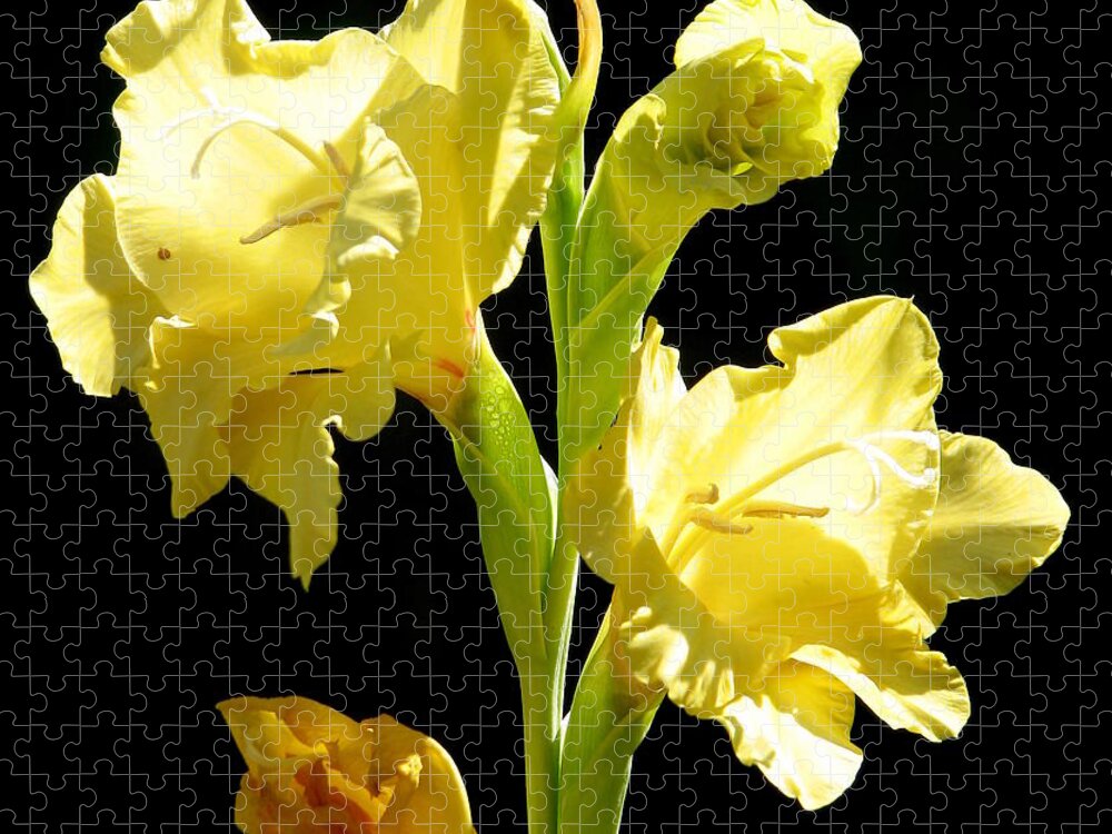 Gladioli Jigsaw Puzzle featuring the photograph Yellow Gladioli Flowers 2 by Rose Santuci-Sofranko