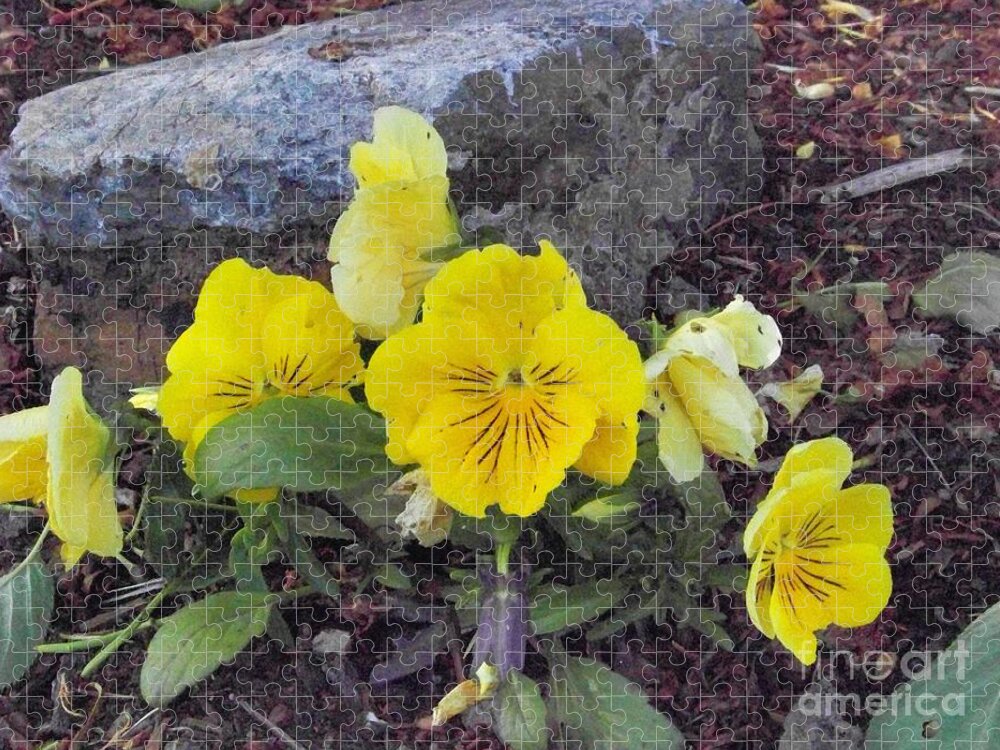 Flowers Jigsaw Puzzle featuring the photograph Yellow Pansies by Charles Robinson