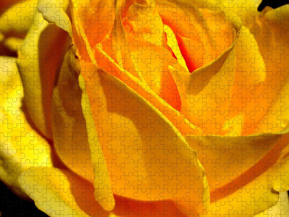 Rose Jigsaw Puzzle featuring the photograph Yellow Rose by Katy Hawk