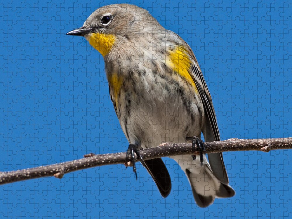 Adult Jigsaw Puzzle featuring the photograph Yellow-Rumped Warbler by Jeff Goulden