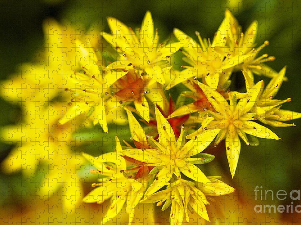 Yellow Sedum Jigsaw Puzzle featuring the photograph Yellow Sedum by Lee Craig