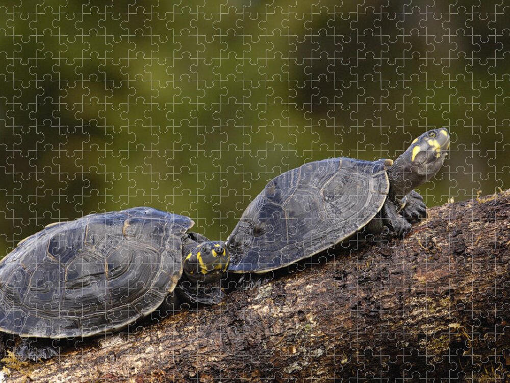 Feb0514 Jigsaw Puzzle featuring the photograph Yellow-spotted Amazon River Turtles by Pete Oxford