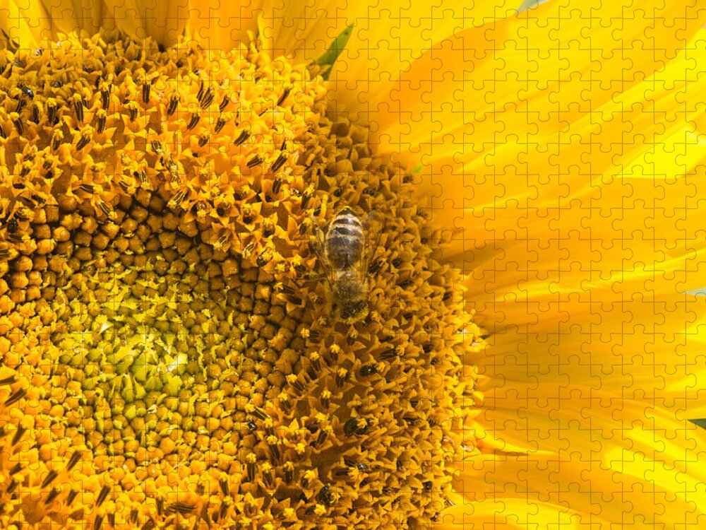 Sunflower Jigsaw Puzzle featuring the photograph Yellow sunflower - detail by Matthias Hauser