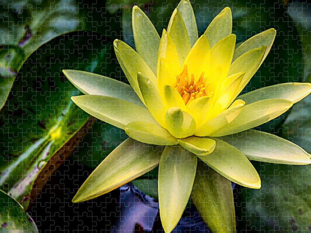 Jay Stockhaus Jigsaw Puzzle featuring the photograph Yellow Water Lily by Jay Stockhaus