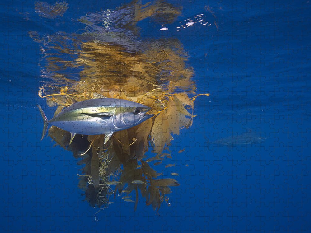 Richard Herrmann Jigsaw Puzzle featuring the photograph Yellowfin Tuna And Kelp Nine-mile Bank by Richard Herrmann