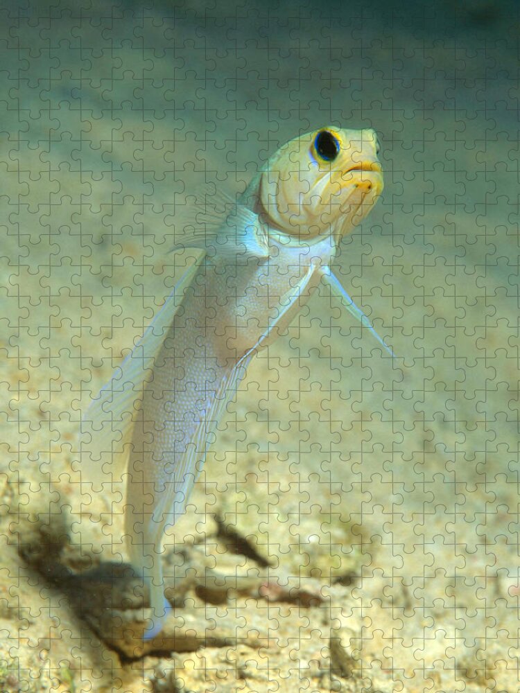 Yellowhead Jawfish Jigsaw Puzzle featuring the photograph Yellowhead Jawfish by Andrew J. Martinez