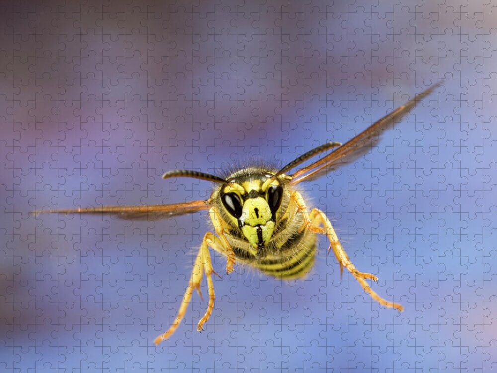 00640274 Jigsaw Puzzle featuring the photograph Yellowjacket Flying by Michael Durham