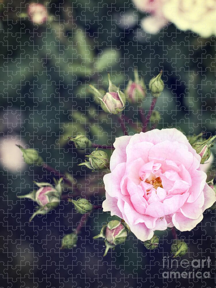 Photography Jigsaw Puzzle featuring the photograph You had me at hello - pink rose photo by Ivy Ho