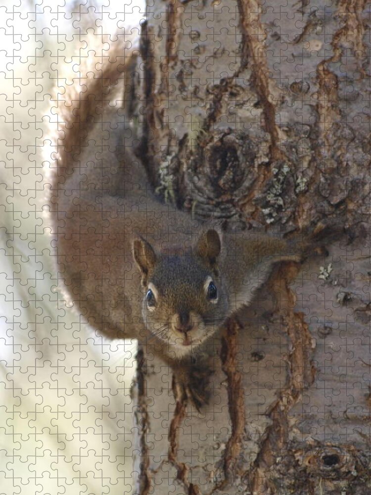 Squirrel Jigsaw Puzzle featuring the photograph You Lookin At Me by Vivian Martin