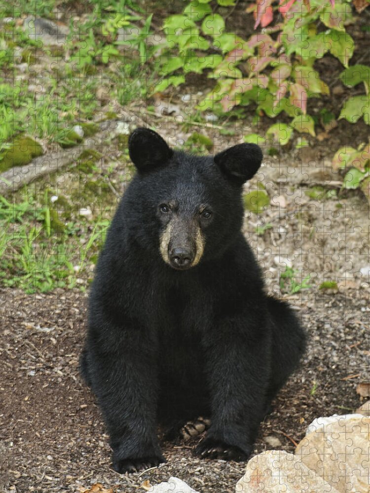 Black Bear Jigsaw Puzzle featuring the photograph Young Bear 1 by Lara Ellis