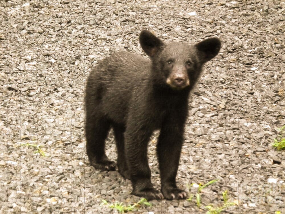 Young Jigsaw Puzzle featuring the photograph Young Cub by Jan Dappen