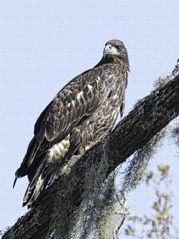 Raptor Jigsaw Puzzle featuring the photograph Young Eagle Pose by Deborah Benoit