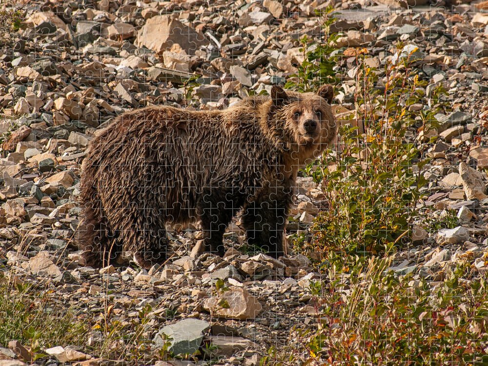 Animals Jigsaw Puzzle featuring the photograph Young Grizzly Bear in Glacier National Park by Brenda Jacobs