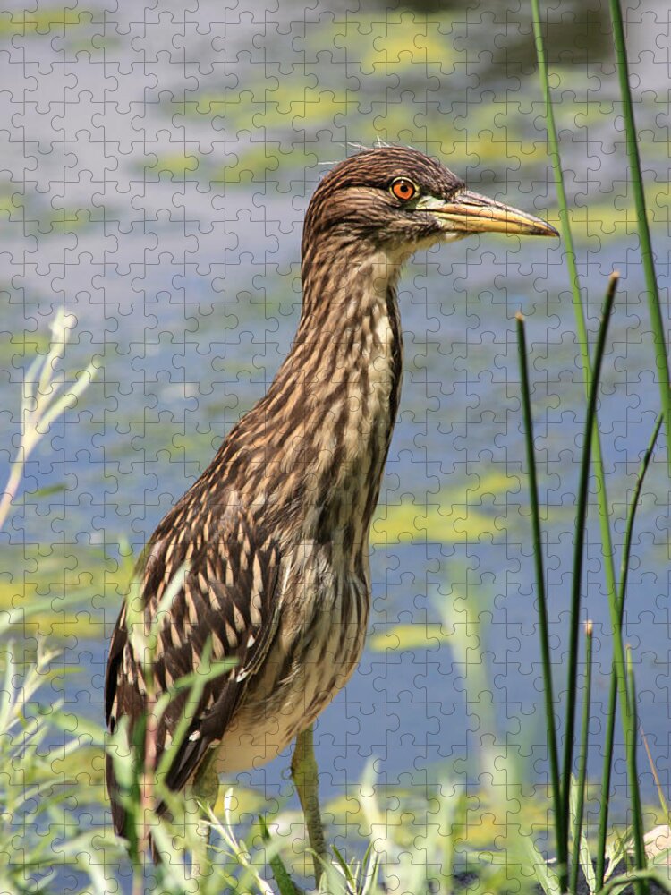 Black Crowned Night Heron Jigsaw Puzzle featuring the photograph Young Heron by Shane Bechler