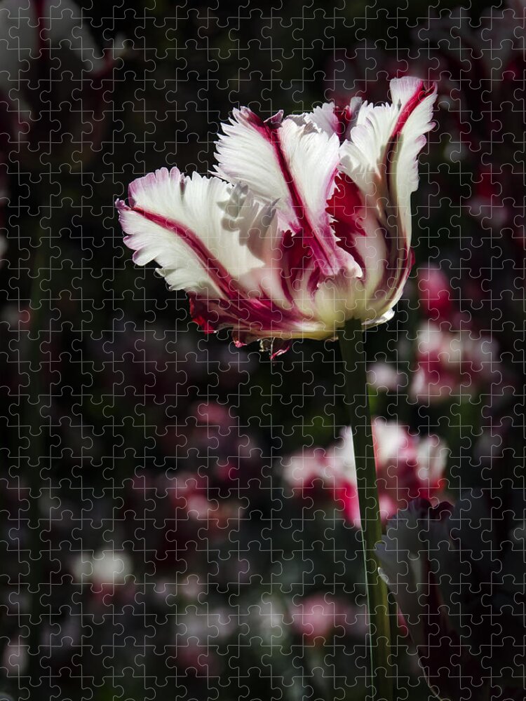 Tulip Jigsaw Puzzle featuring the photograph You're The Only One I See by Sandra Parlow