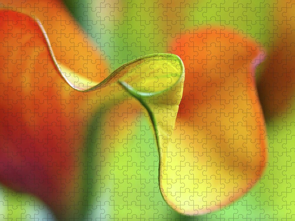 Spring Jigsaw Puzzle featuring the photograph Zantedeschia by Juergen Roth