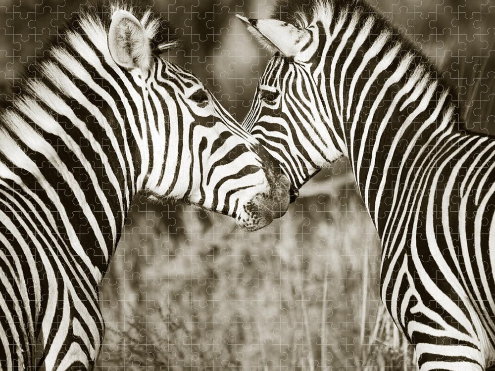 Burchell's Zebra Jigsaw Puzzle featuring the photograph Zebra affection by Liz Leyden