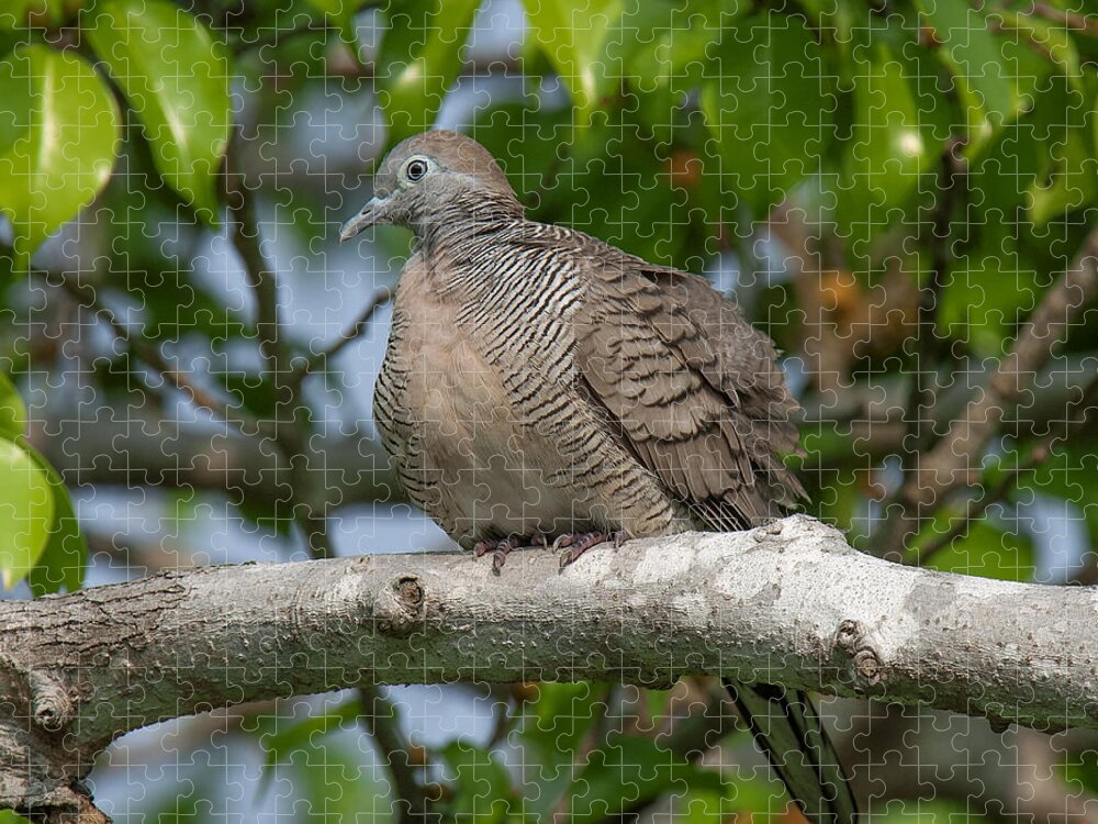 Nature Jigsaw Puzzle featuring the photograph Zebra Dove or Barred Ground Dove DTHN0054 by Gerry Gantt