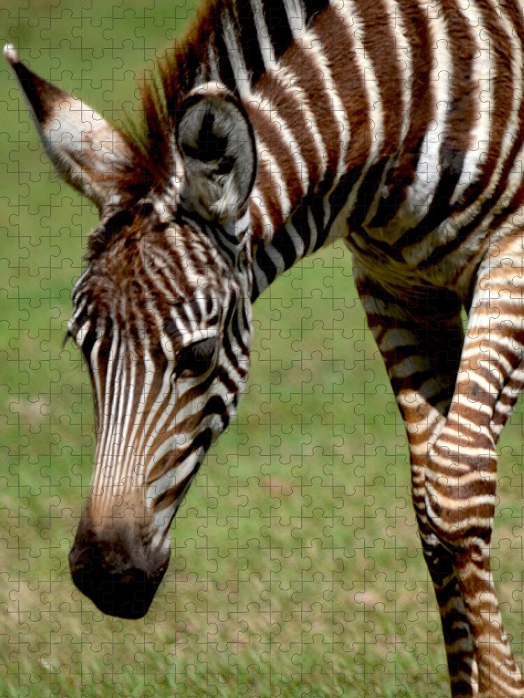 Zebra Jigsaw Puzzle featuring the photograph Zebra Foal 1 by Maggy Marsh
