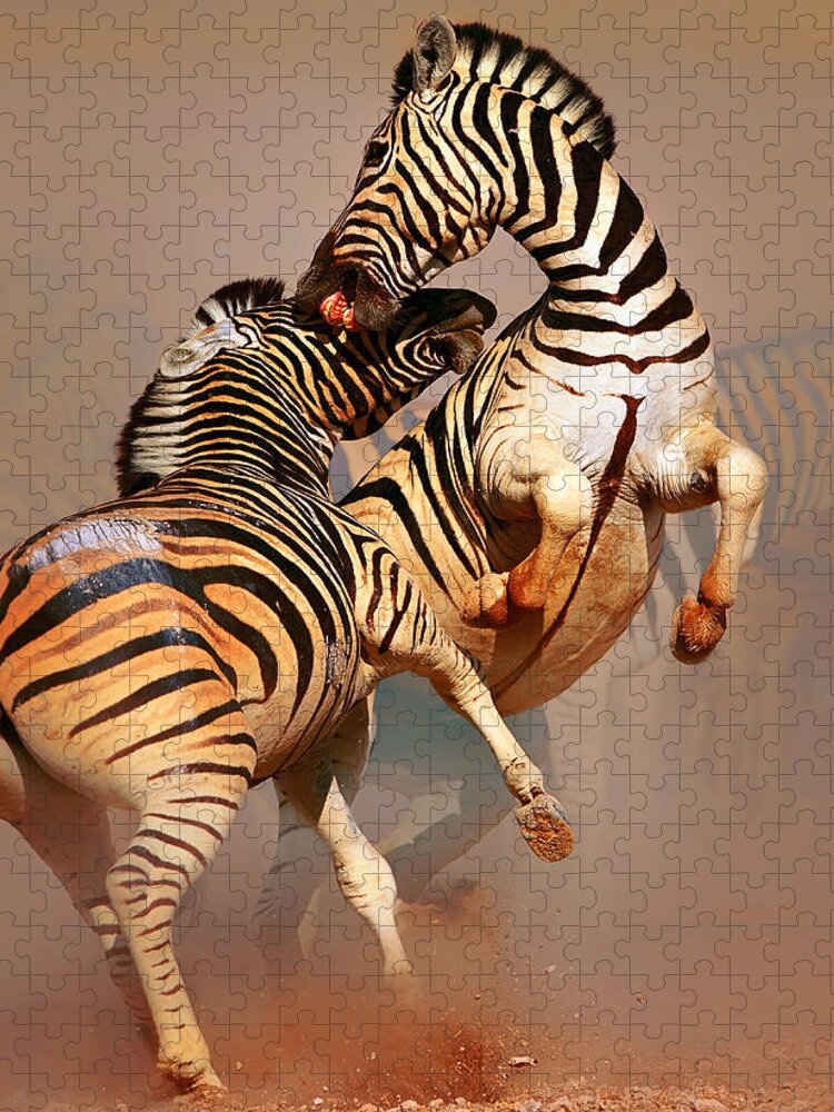Wild Jigsaw Puzzle featuring the photograph Zebras fighting by Johan Swanepoel