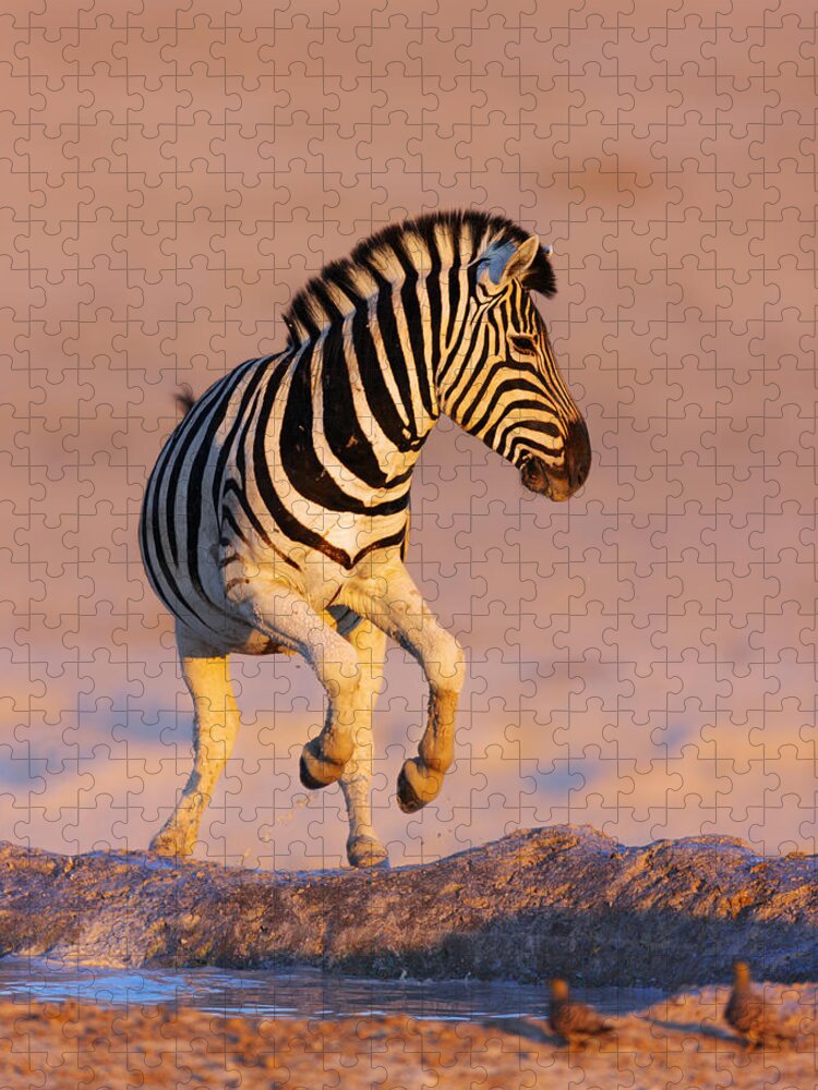 #faatoppicks Jigsaw Puzzle featuring the photograph Zebras jump from waterhole by Johan Swanepoel
