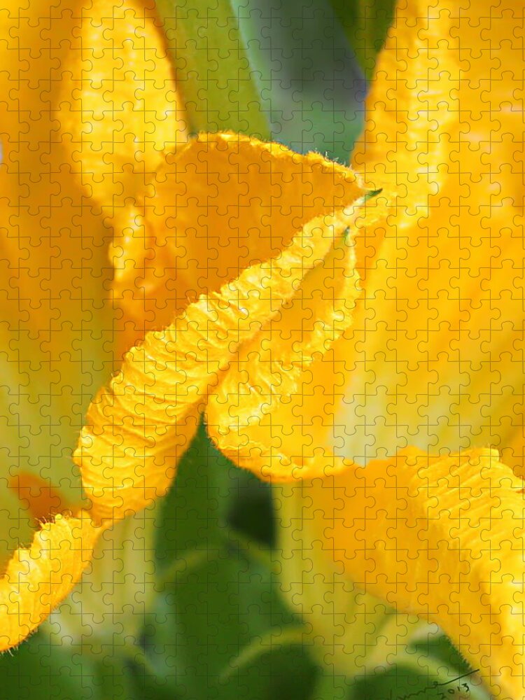 Zucchini Flowers Jigsaw Puzzle featuring the photograph Zucchini Flowers in May by Kume Bryant
