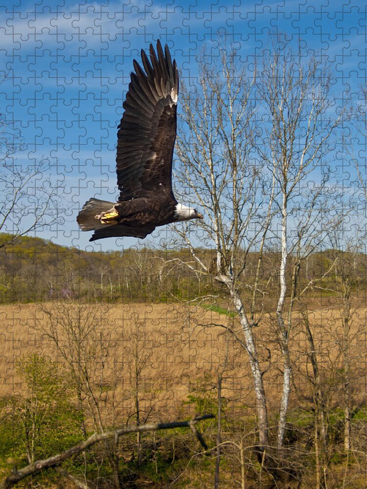 Eagle Nest Environment Jigsaw Puzzle featuring the photograph Eagle circleing her nest by Randall Branham