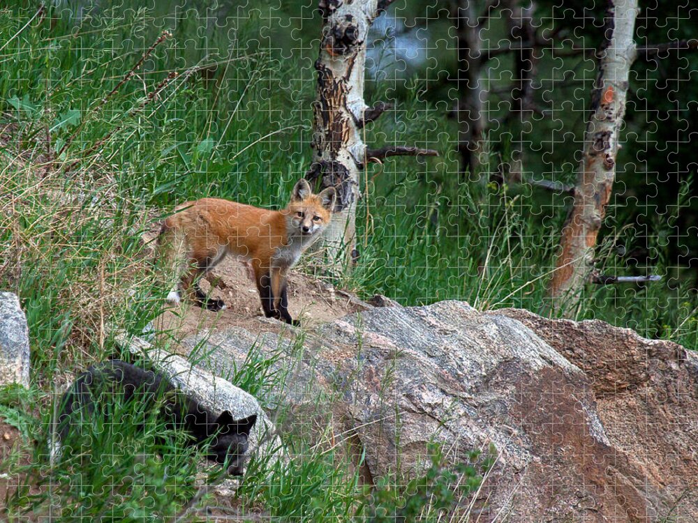 Fox Jigsaw Puzzle featuring the photograph A Mixed Bag #1 by Jim Garrison