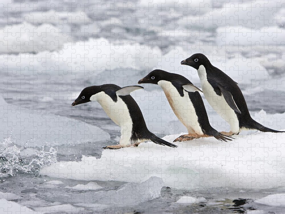 00444043 Jigsaw Puzzle featuring the photograph Adelie Penguins Diving Off Iceberg #1 by Suzi Eszterhas