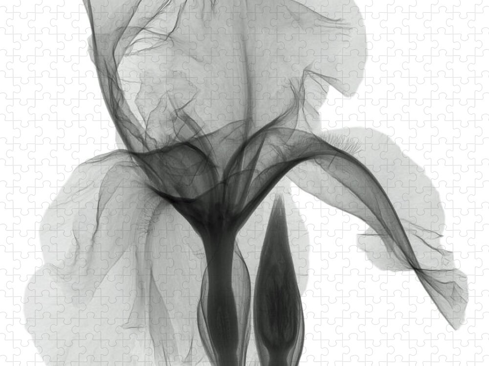 Xray Jigsaw Puzzle featuring the photograph An X-ray Of An Iris Flower by Ted Kinsman