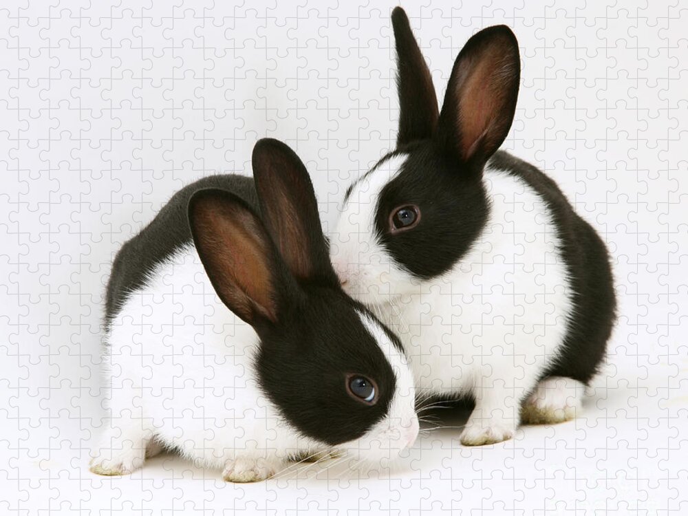 Black-and-white Dutch Rabbit Jigsaw Puzzle featuring the photograph Baby Black-and-white Dutch Rabbits #1 by Jane Burton
