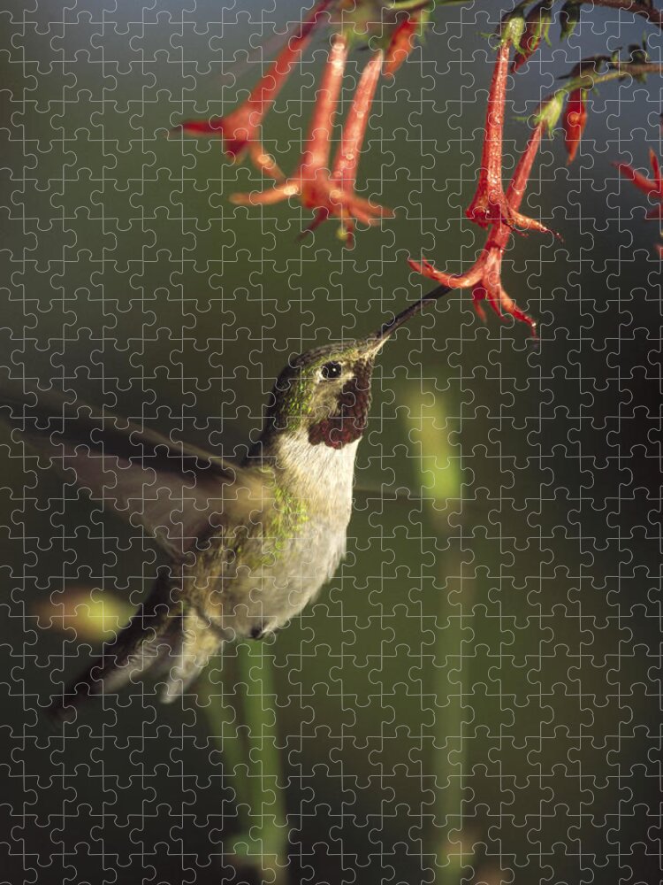 00170200 Jigsaw Puzzle featuring the photograph Broad Tailed Hummingbird Feeding #1 by Tim Fitzharris