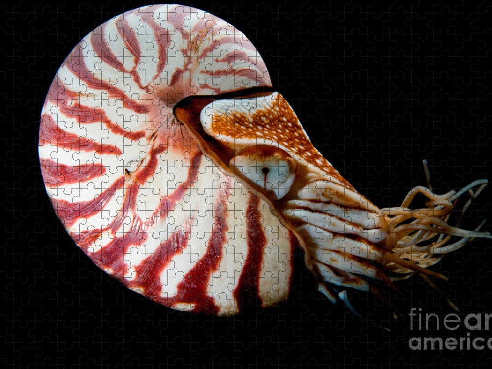 Nautilus Pompilius Jigsaw Puzzle featuring the photograph Chambered Nautilus #1 by Dant Fenolio