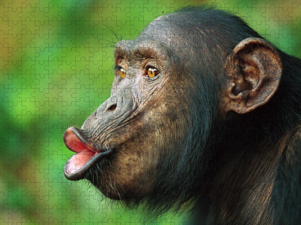 Mp Jigsaw Puzzle featuring the photograph Chimpanzee Pan Troglodytes Adult Female #1 by Cyril Ruoso