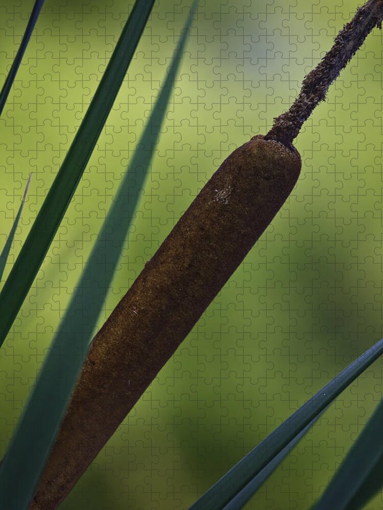 Common Cattail Jigsaw Puzzle featuring the photograph Common Cattail #1 by Perla Copernik
