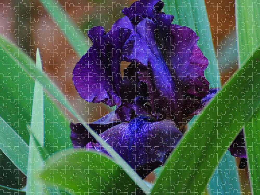 Beautiful Jigsaw Puzzle featuring the photograph Dark Purple Iris by Jai Johnson