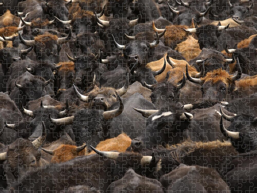 Mp Jigsaw Puzzle featuring the photograph Domestic Cattle Bos Taurus Being Herded #1 by Pete Oxford