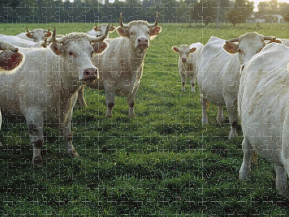 Mp Jigsaw Puzzle featuring the photograph Domestic Cattle Bos Taurus Charolais #1 by Cyril Ruoso