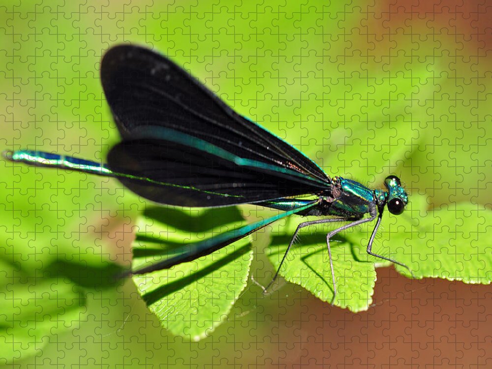 Dragonfly Jigsaw Puzzle featuring the photograph Dragonfly #1 by Glenn Gordon