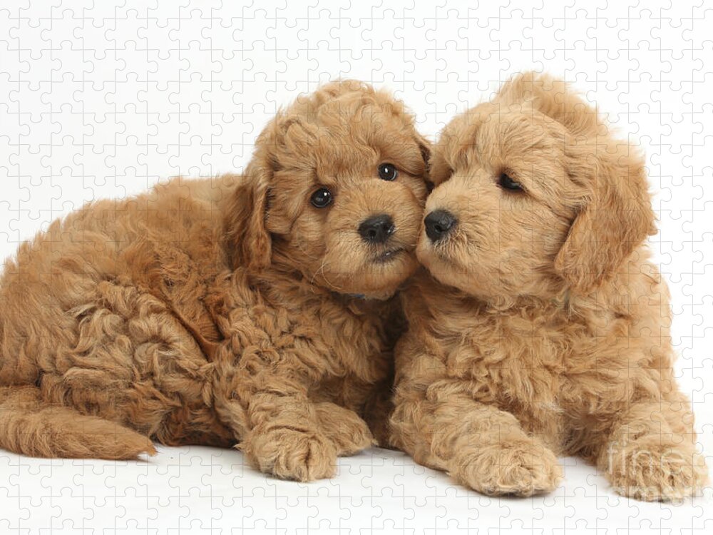 Nature Jigsaw Puzzle featuring the photograph Goldendoodle Puppies #1 by Mark Taylor