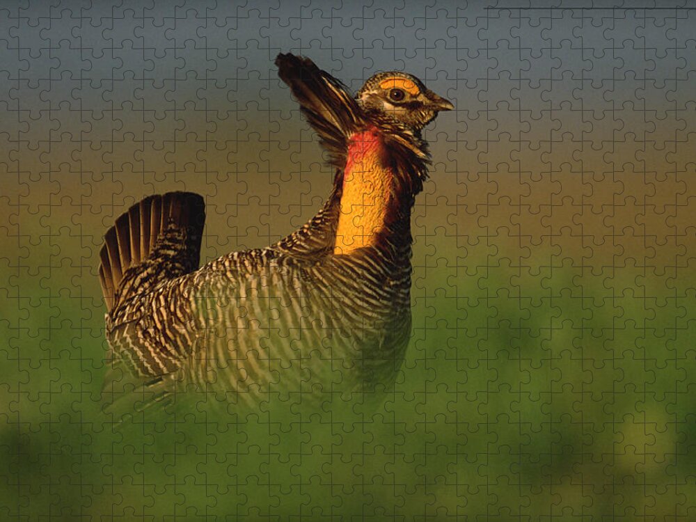 00171906 Jigsaw Puzzle featuring the photograph Greater Prairie Chicken Male #1 by Tim Fitzharris