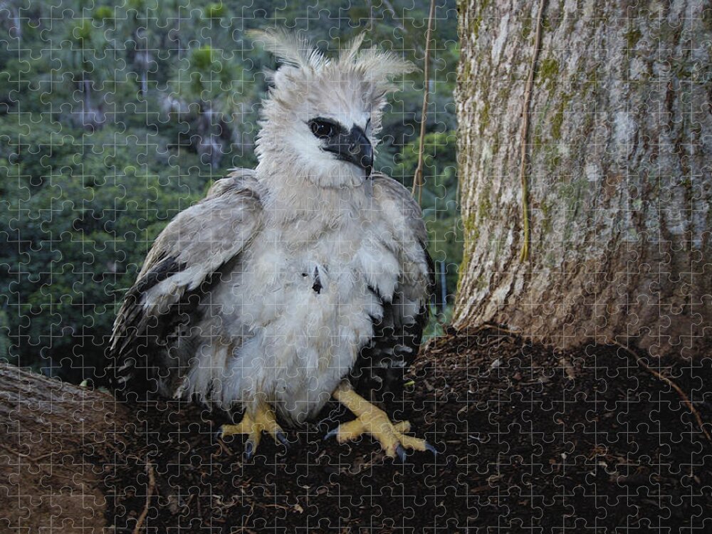 Mp Jigsaw Puzzle featuring the photograph Harpy Eagle Harpia Harpyja Recently #1 by Pete Oxford