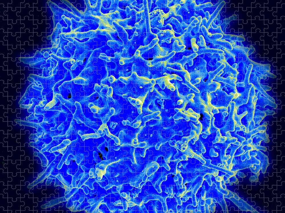 Biology Jigsaw Puzzle featuring the photograph Healthy Human T Cell, Sem by Science Source