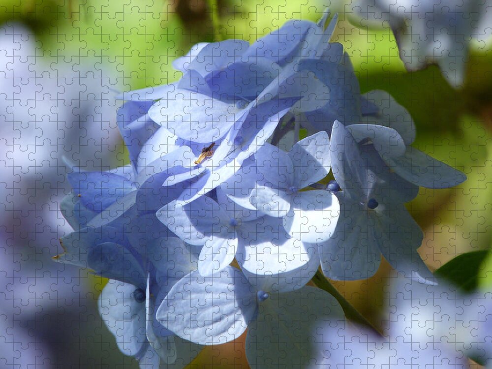 Pale Blue Hydrangea Jigsaw Puzzle featuring the photograph Hydrangea #1 by Lynn Bolt