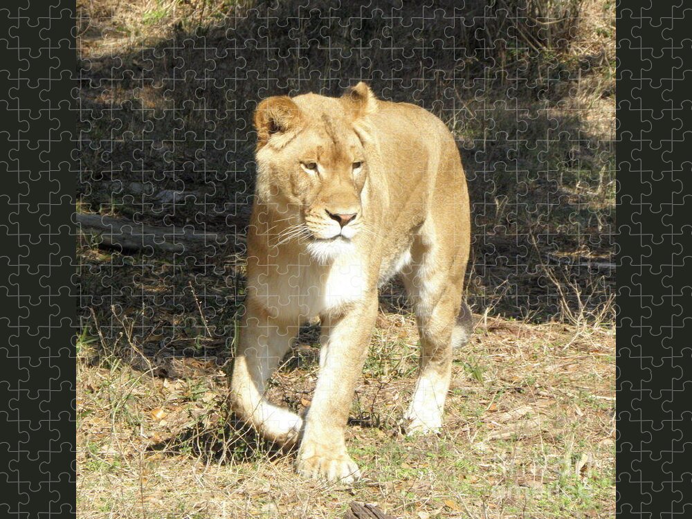 Lioness Jigsaw Puzzle featuring the photograph Lioness #1 by Kim Galluzzo