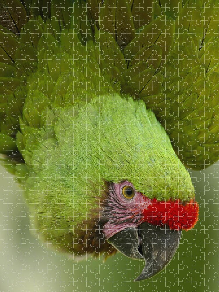 Mp Jigsaw Puzzle featuring the photograph Military Macaw Ara Militaris Portrait #1 by Pete Oxford